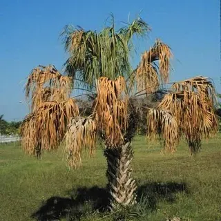 thumbnail for publication: Sabal palmetto: Sabal or Cabbage Palm